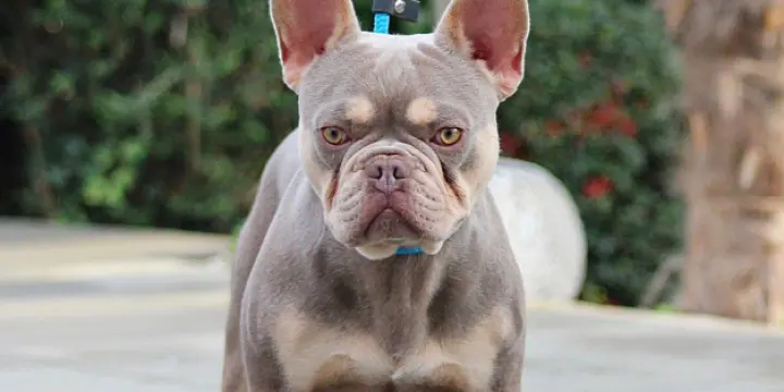 Male bouledogue français New Shade Isabella Tan