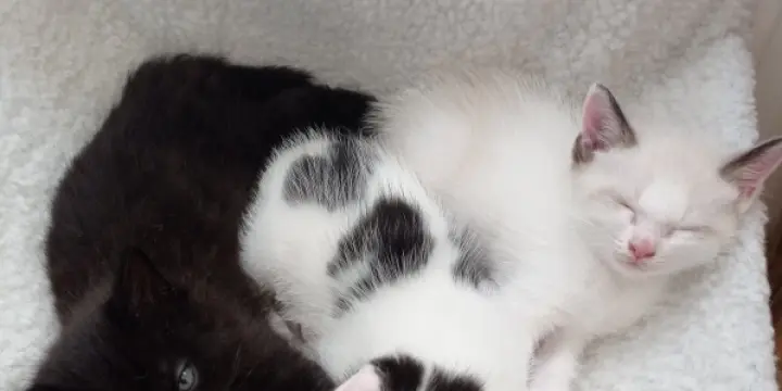 Chatons croisés Sacré de Birmanie