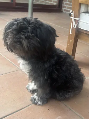 Recherche mâle Lhassa Apso pour sailie à Grimisuat