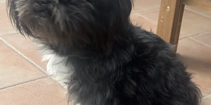 Recherche mâle Lhassa Apso pour sailie