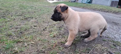 Berger belge malinois à Praz de fort