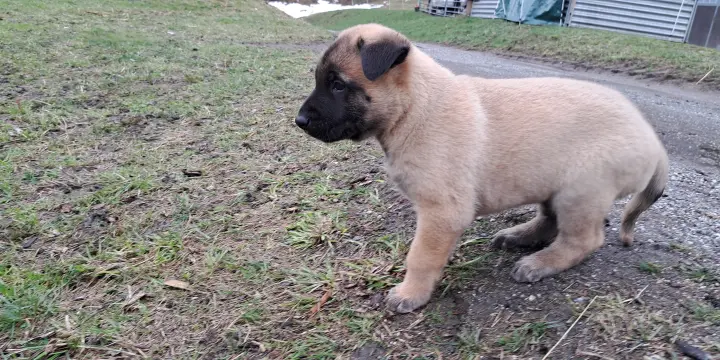 Berger belge malinois