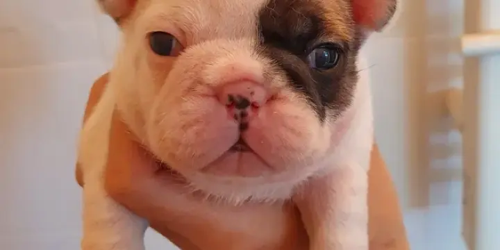 3 chiots bouledogues français à réserver
