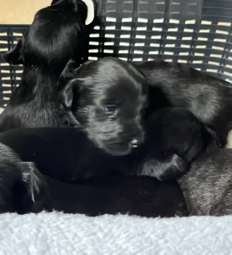 Chiots Skye Terriers à Yvonand