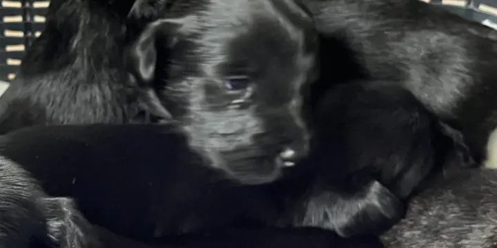 Chiots Skye Terriers