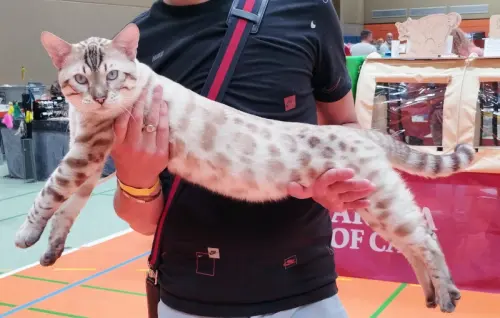 Mâle Bengal Snow lynx Champion, pour saillie à Villaz Saint Pierre