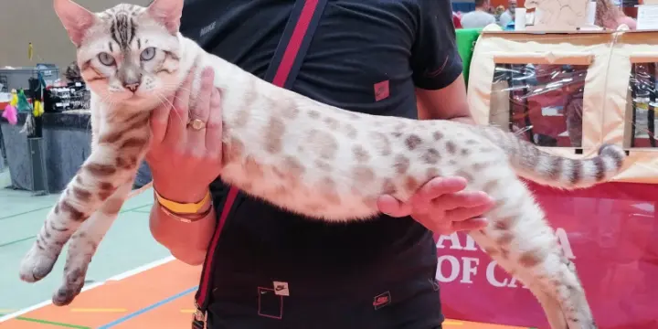 Mâle Bengal Snow lynx Champion, pour saillie
