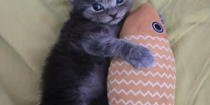 Chaton British shorthair