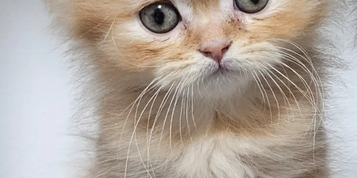 Chatons Britishs Shorthair avec Pedigree