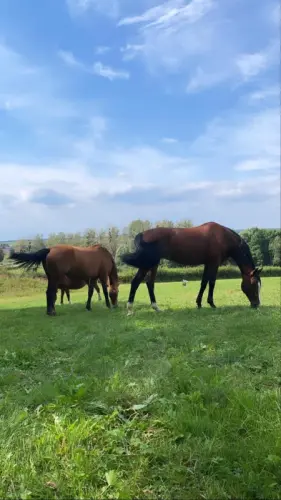 Pension pré pour chevaux à Bourbonne-les-Bains