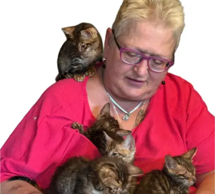 CHATONS TOYGER PUR RACE EXCEPTIONNELS