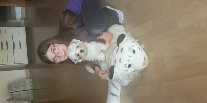 À vendre chiot de 3 mois 1/2 lashapso