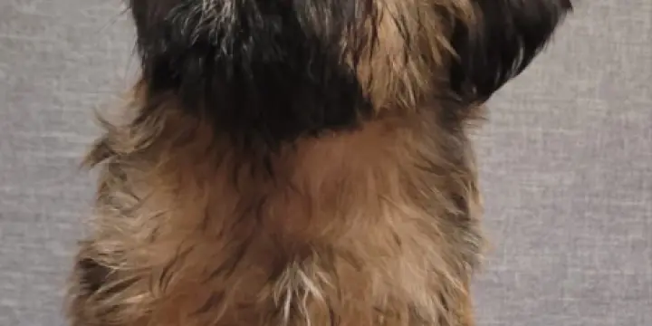 Chiots Griffons Bruxellois à vendre.