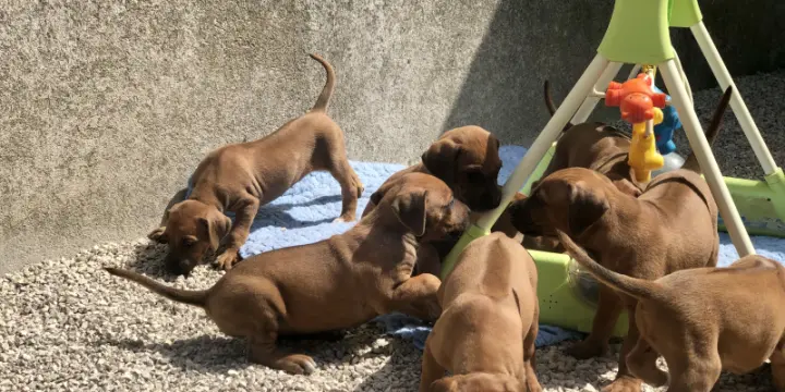 Belle portée Rhodesian ridgeback disponibles LOF
