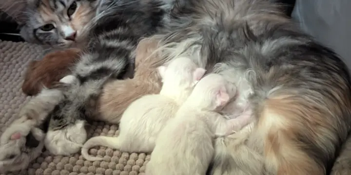 Chatons MaineCoon à réserver