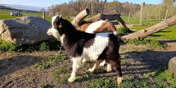 Un bouc nain