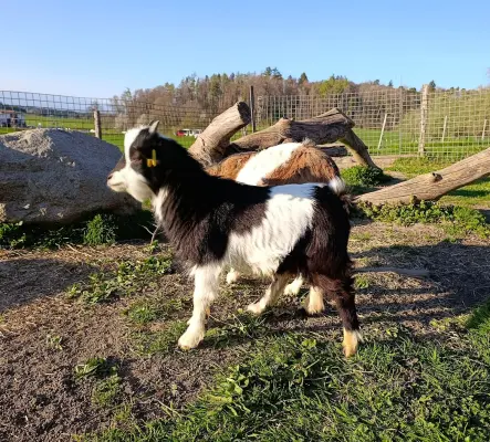Un bouc nain