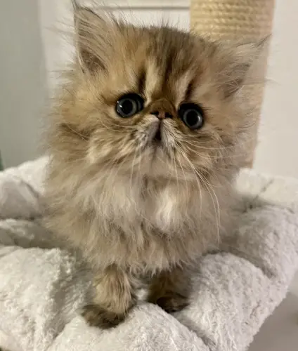 À vendre chatons persan à Echallens