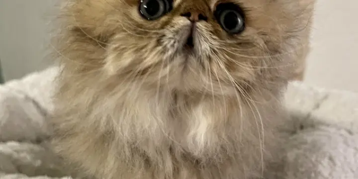 À vendre chatons persan