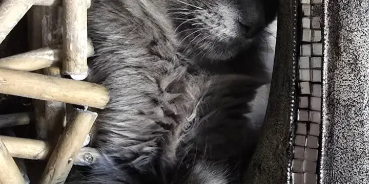 Adorables siamoises