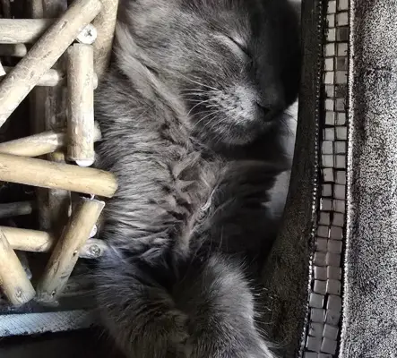 Adorables siamoises