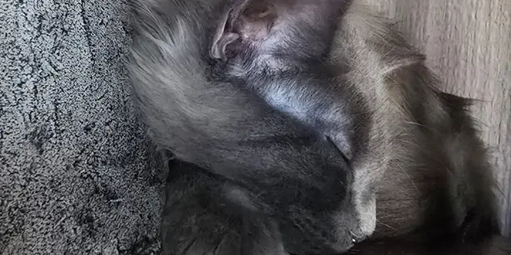 Adorables siamoises