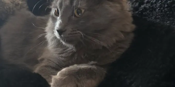 Adorables siamoises