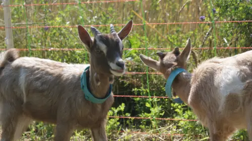 Chèvre de compagnie à Conaux