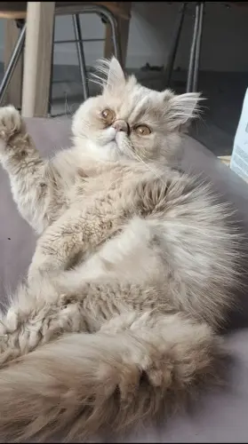 Chat Persan mâle à vendre à Moutier