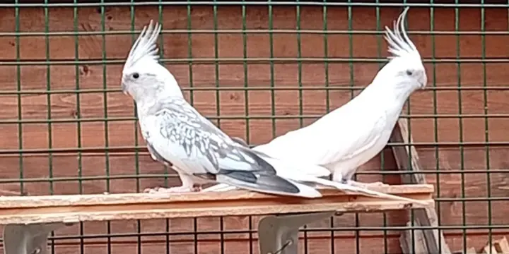 Couple de calopsittes reproducteurs 2025