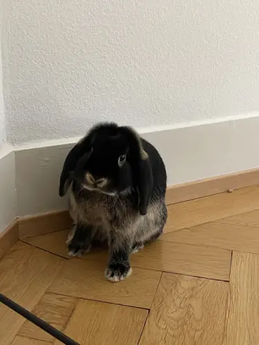 Lapins bélier minilop à Lausanne