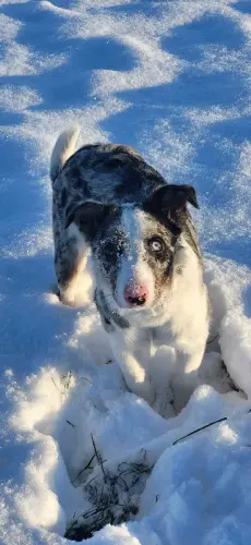 A vendre border collie 8 mois à Marsens
