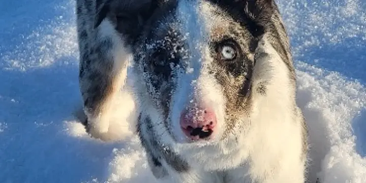 A vendre border collie 8 mois