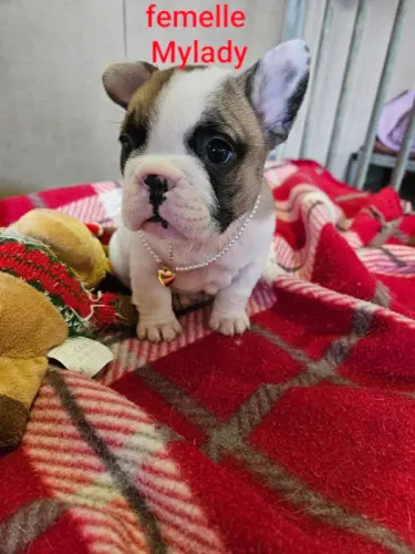 Magnifiques chiots bouledogue français à St.-Ours