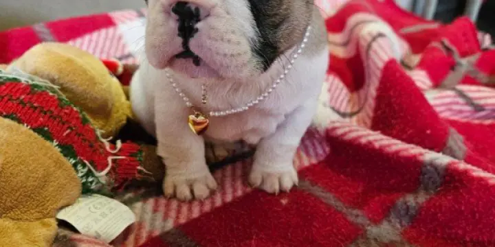 Magnifiques chiots bouledogue français