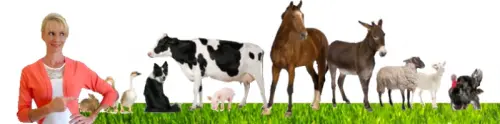 Apprende à Communiquer avec les Animaux (CA) à Genève