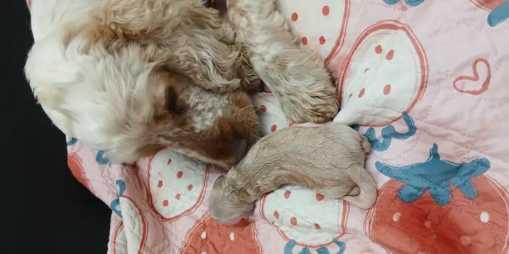 Chiots Cockapoos