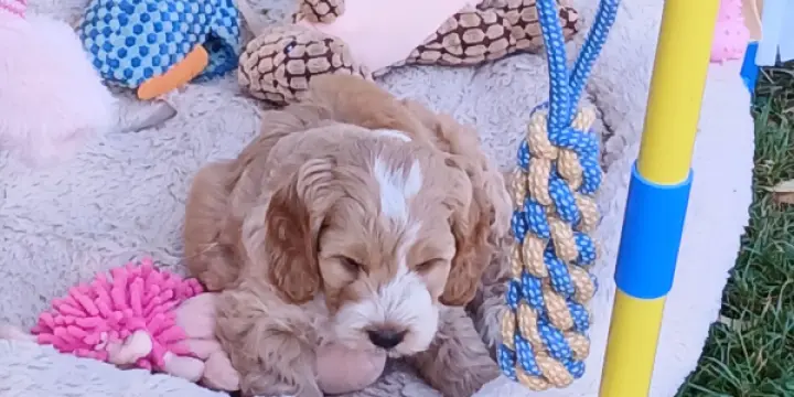 Chiots Cockapoos