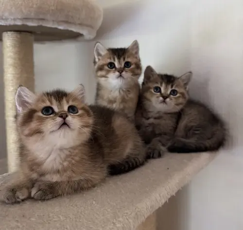 Chatons British Shorthair avec pedigree à Chailly-Montreux