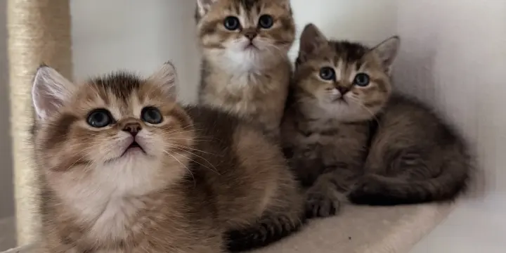 Chatons British Shorthair avec pedigree