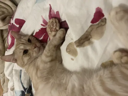 Chat à donner à Gland
