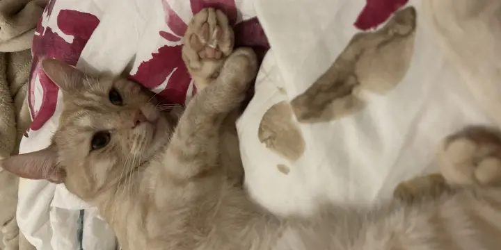Chat à donner