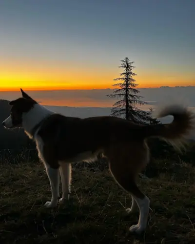 Border collie pour saillie à Nyon