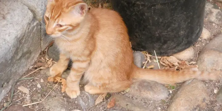 Magnifique chaton roux