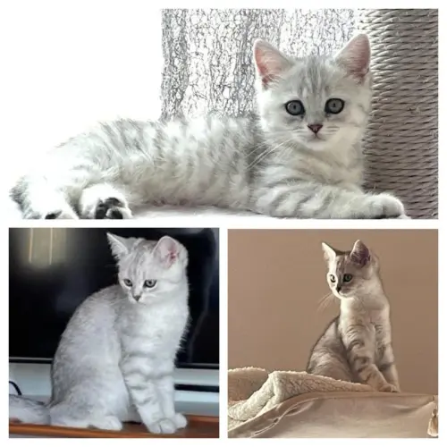 Magnifiques chatons britishs à Chamoson