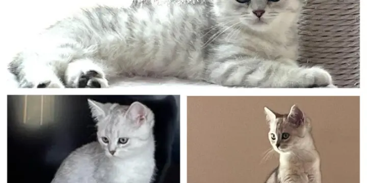 Magnifiques chatons britishs