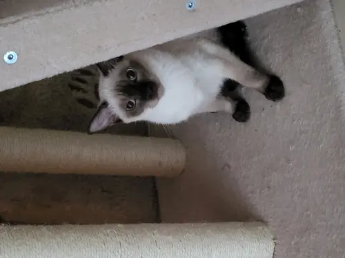 A vendre grand chaton siamois mal à Tavannes