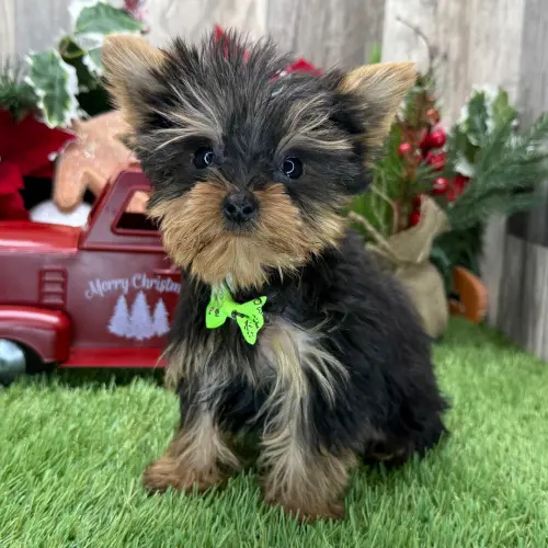 Chiots yorkshire terrier à Fribourg