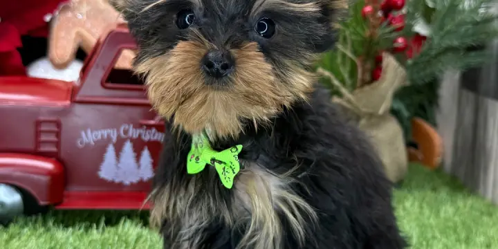 Chiots yorkshire terrier