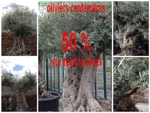 Oliviers centenaires - 50% à Martigny